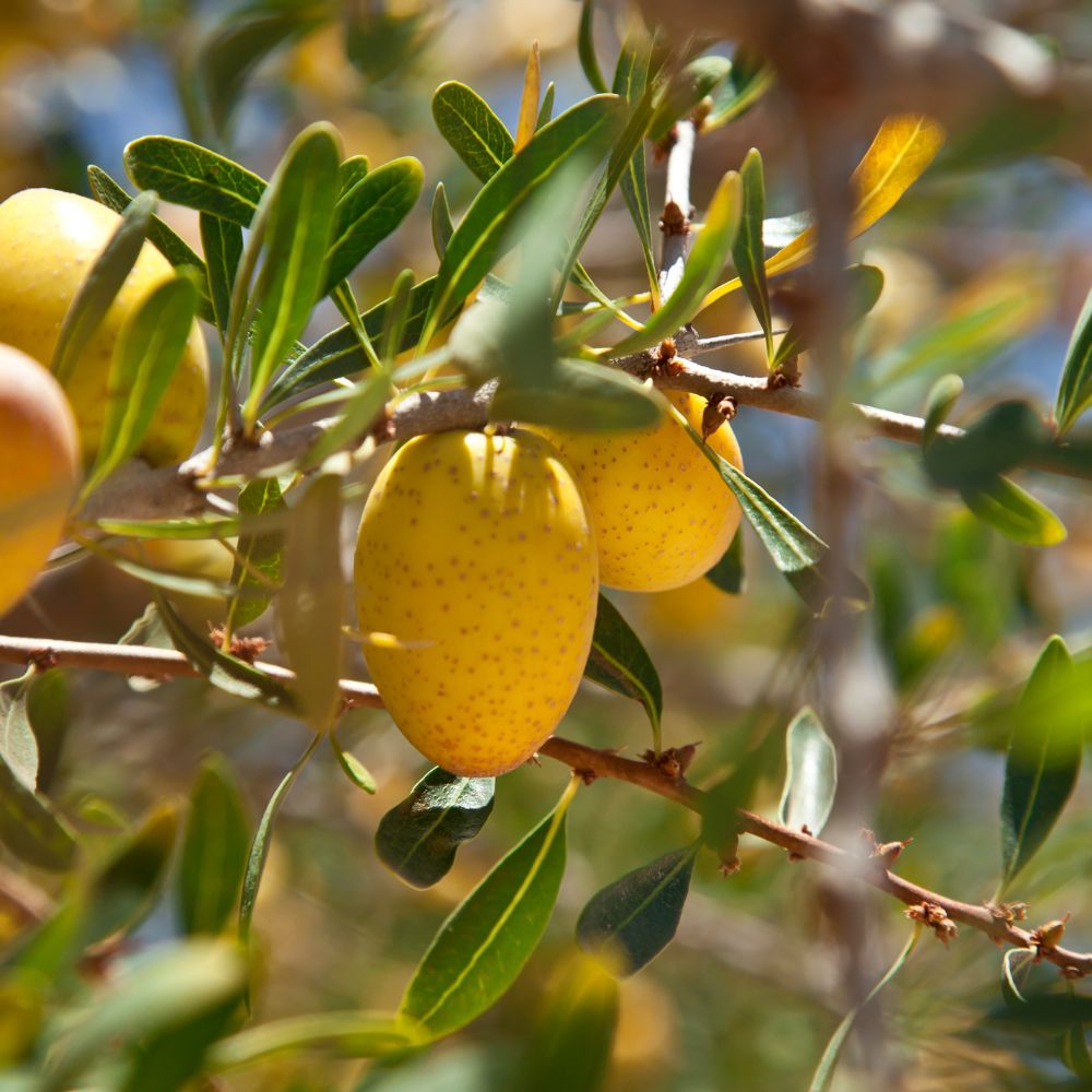 Golden Glow Facial Oil