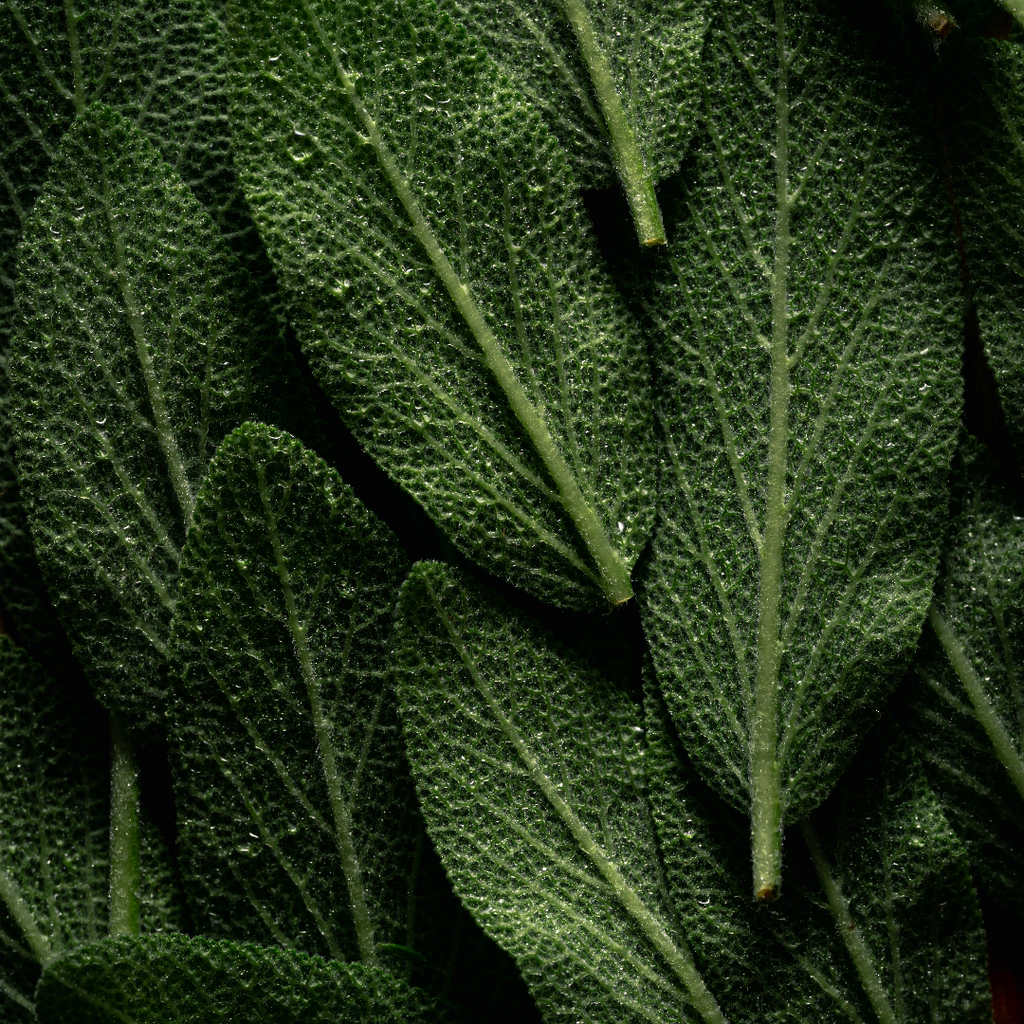 sage 