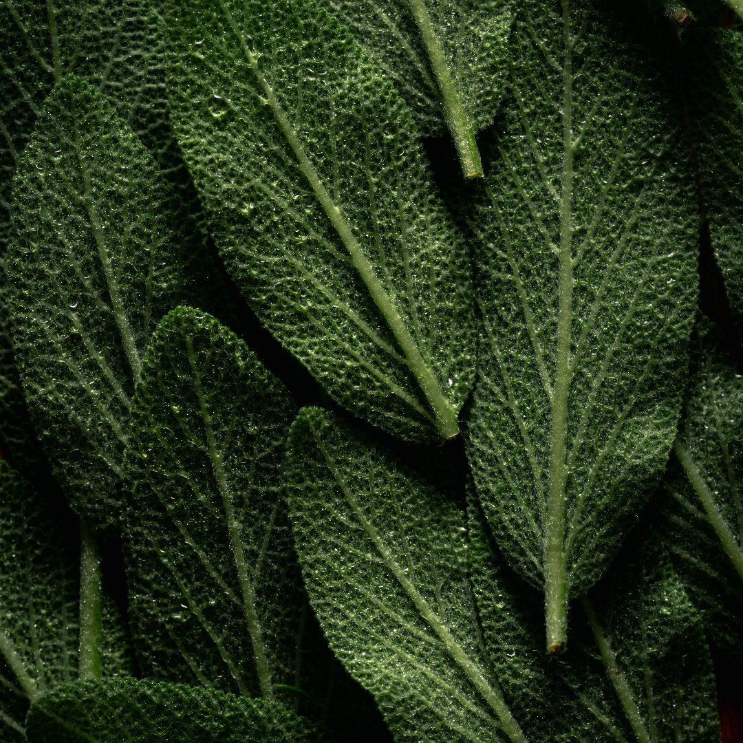 sage 