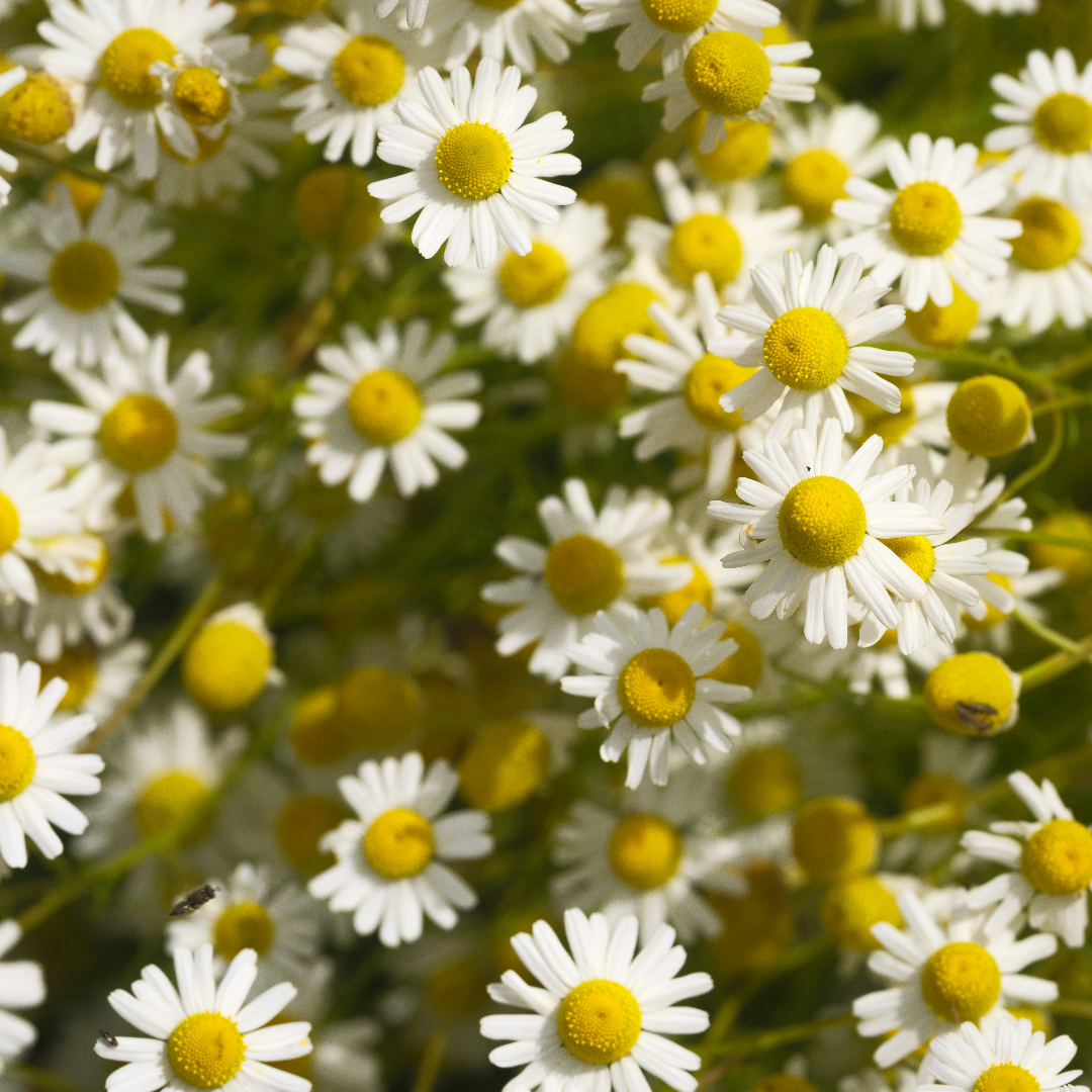 Chamomile Extract 