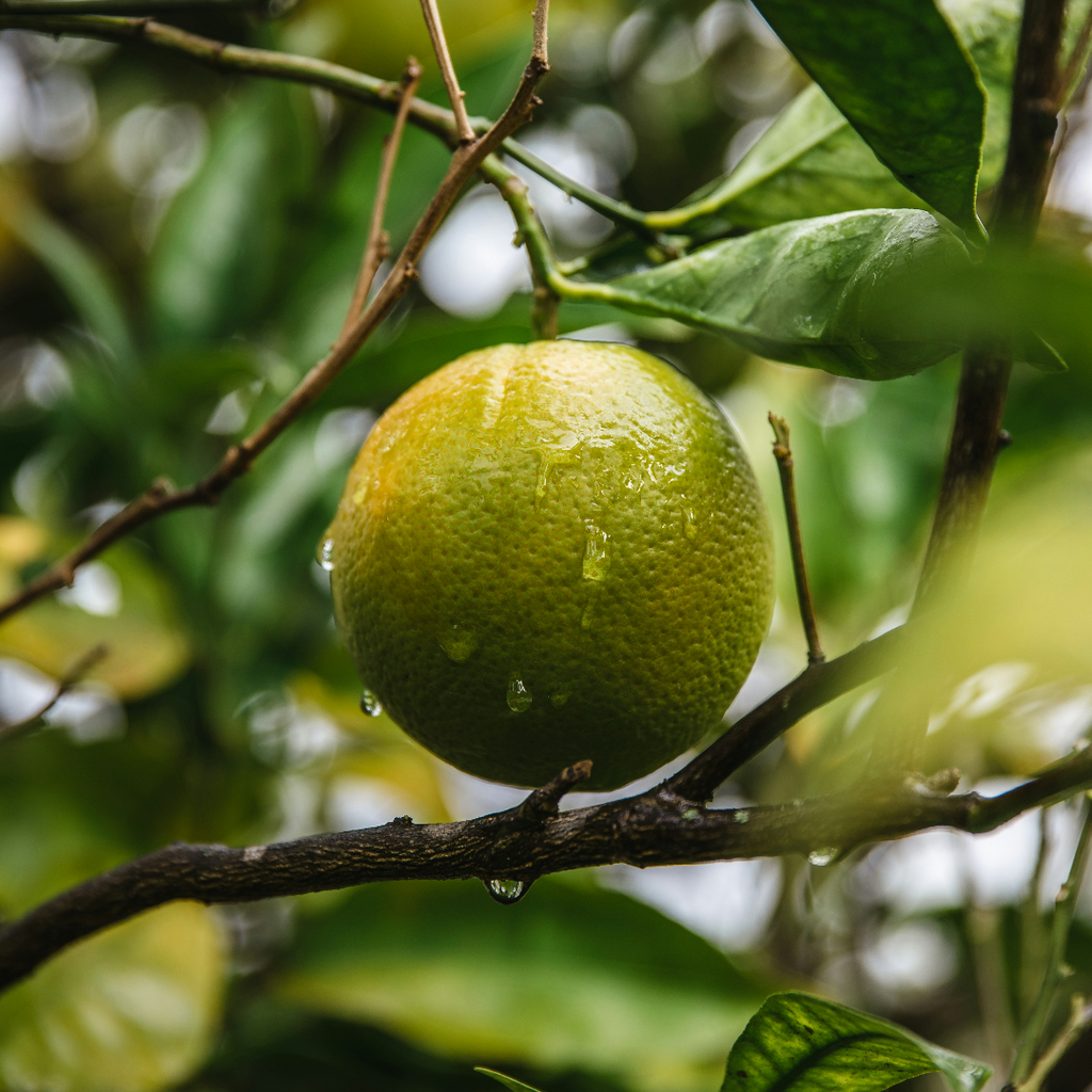 green citrus with water droplets