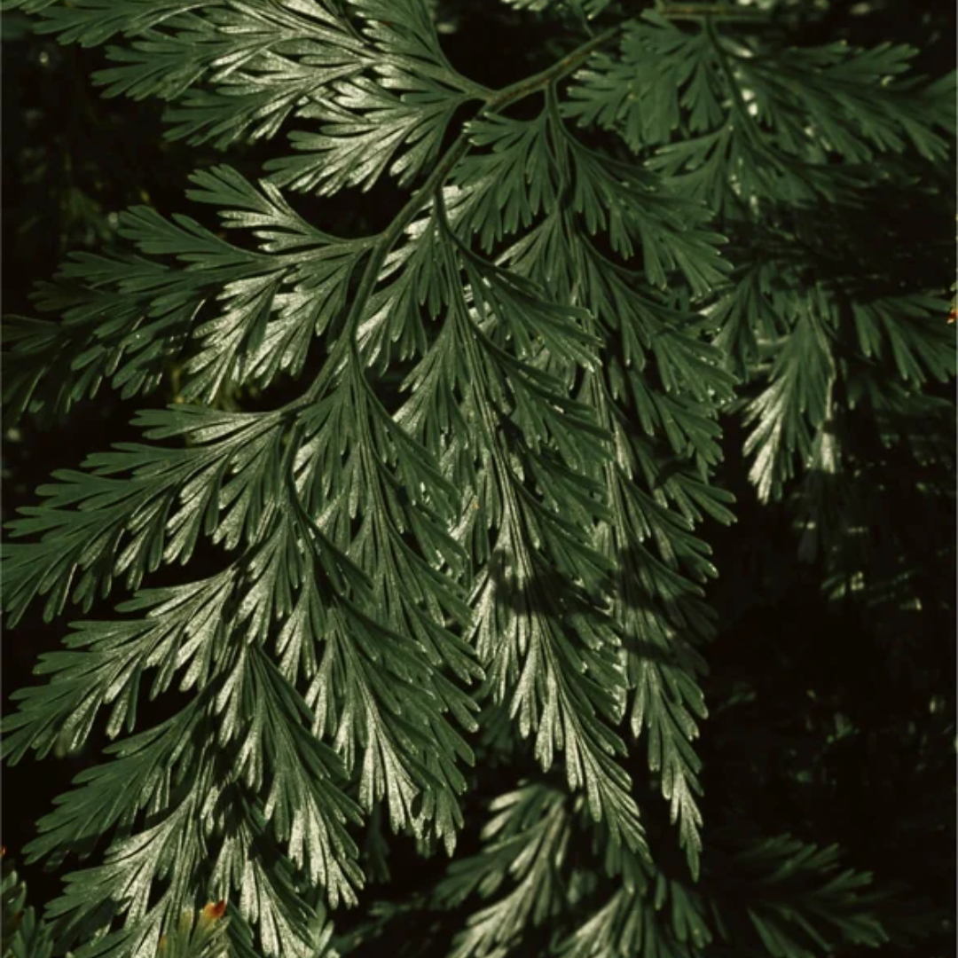 close up of plant extracts - ferns 