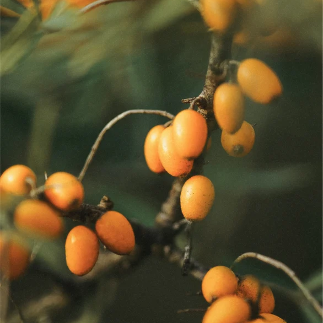 Sea-Buckthorn_Fruit_extract
