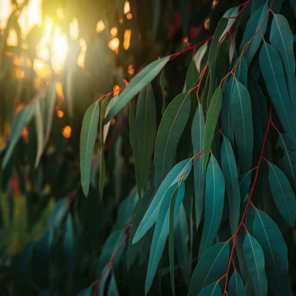 eucalyptus_leaves