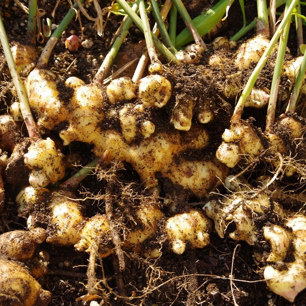 Freshly harvested ginger roots with green tops still attached, covered in soil, photographed close-up in a garden setting.