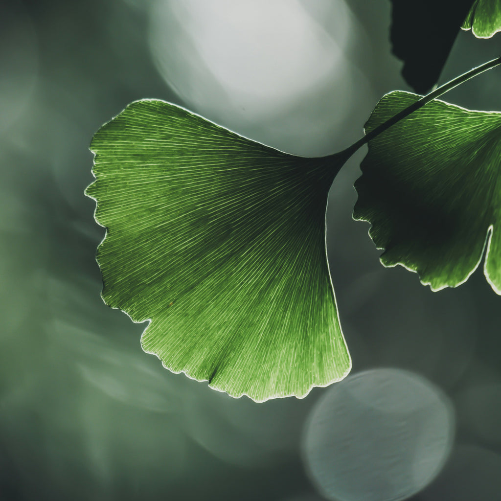 A close-up photograph of a green ginkgo leaf with delicate frayed edges and visible vein patterns, set against a soft blurred green and gray bokeh background.