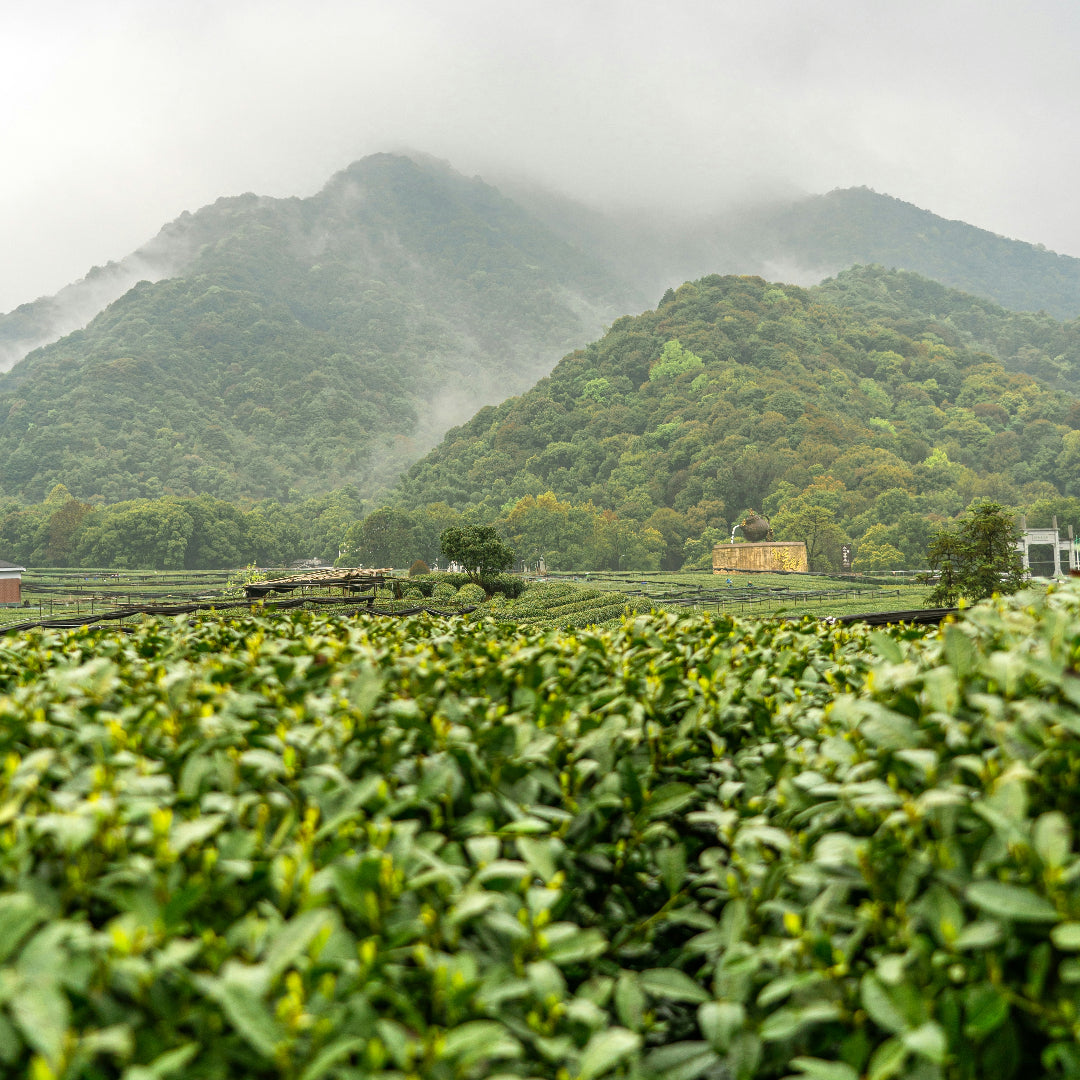 A scenic landscape photograph of a lush green tea plantation in the foreground, with misty forested mountains in the background under an overcast sky.