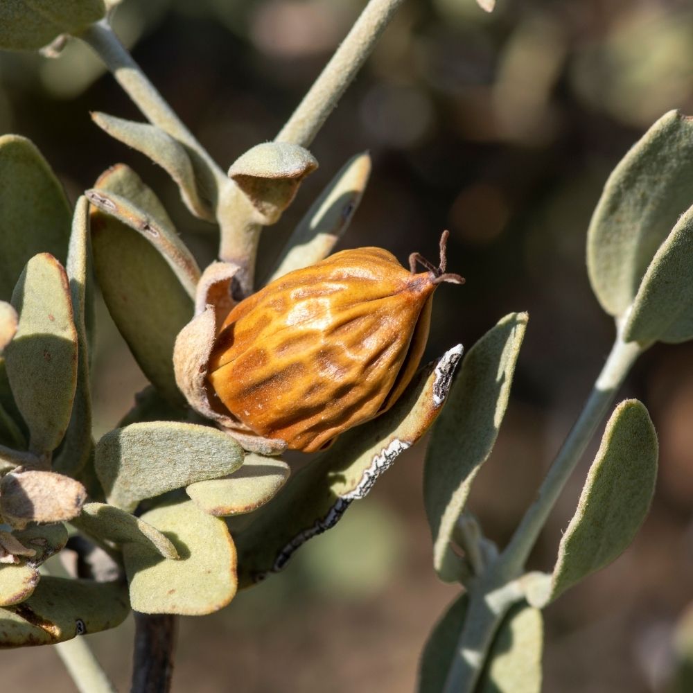 Brown seed pod on a plant with green leaves