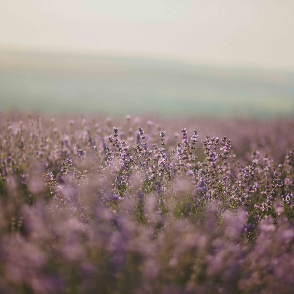 A soft-focus photograph of a lavender field in full bloom, with delicate purple flowers in the foreground and a hazy, dreamy background.