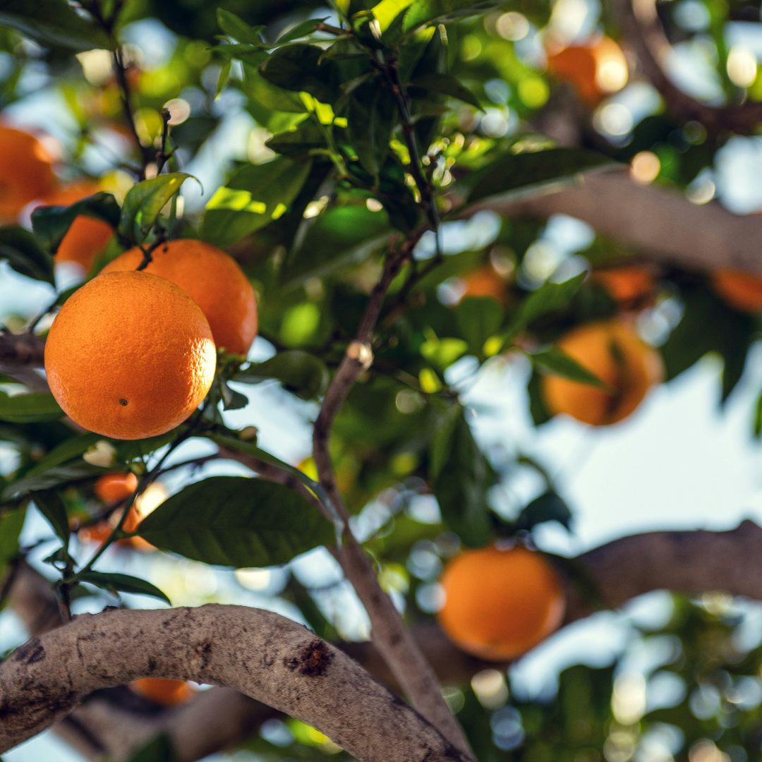 Oranges hanging on a tree with green leaves