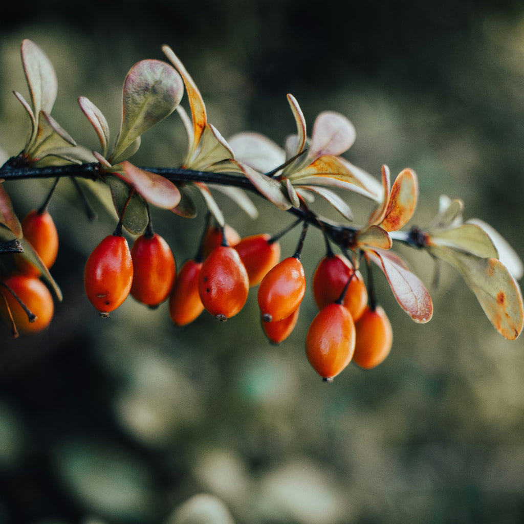 A close-up photograph of a plant branch with small orange berries and muted green-brown leaves against a softly blurred dark green background.