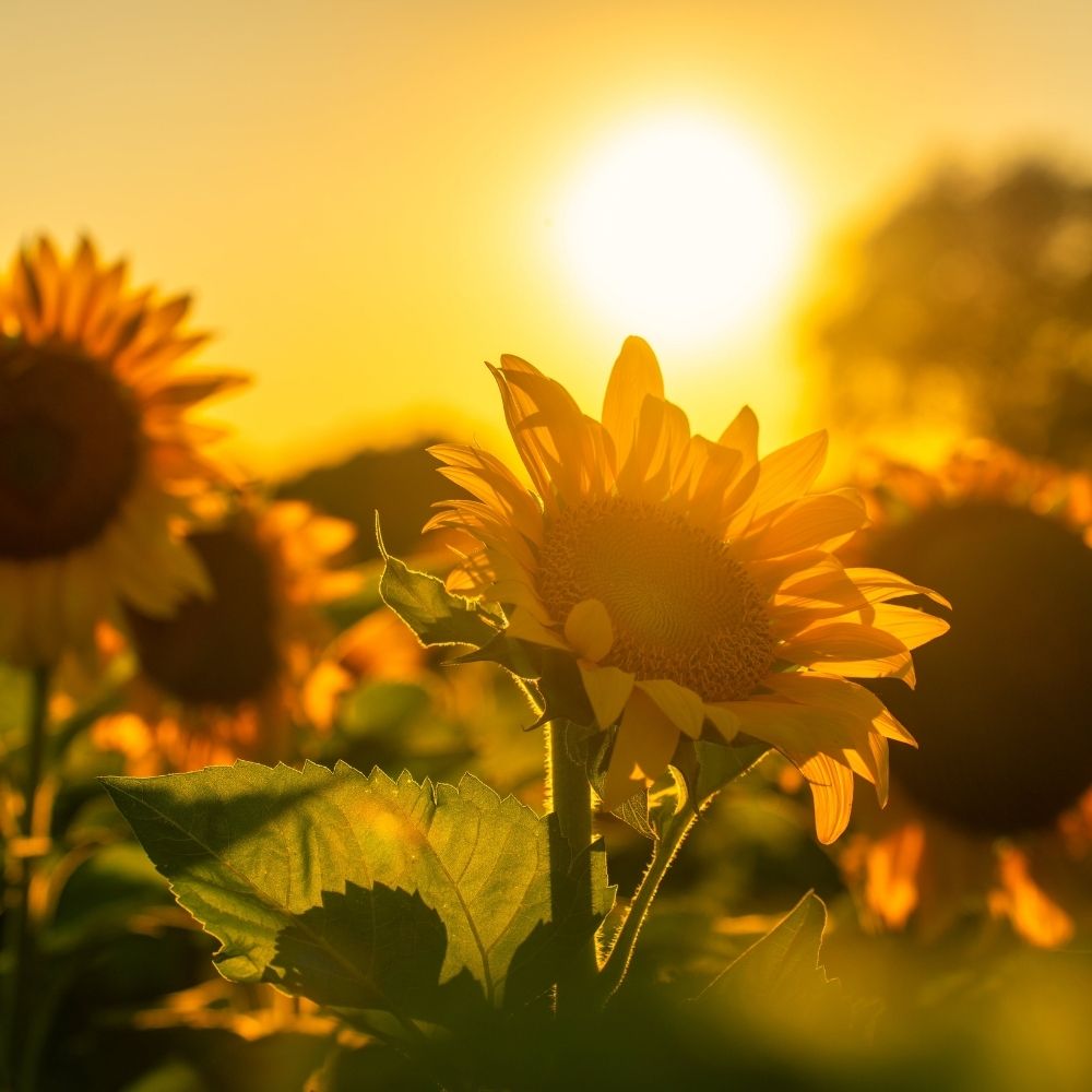 Sunflower field with sun setting in the background